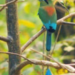 Nicaragua Birding