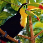 Birds of Nicaragua