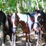Nicaragua Horse Tours