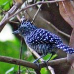 Nicaragua Birdwatching
