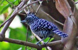 Nicaragua Birdwatching