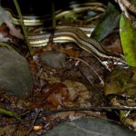 Nicaragua Reptiles & Amphibians